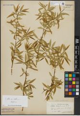 Foto von Salix alba subsp. vitellina (L.) Arcang. x Salix babylonica L.